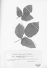 Phragmidium bulbosum image